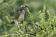 African Gray Hornbill